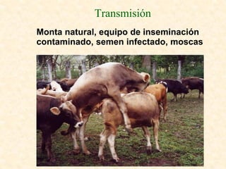 Transmisión
Monta natural, equipo de inseminación
contaminado, semen infectado, moscas
 