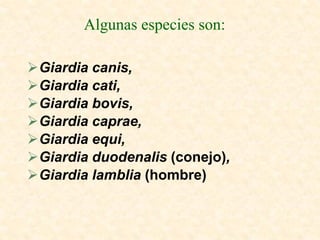 Algunas especies son:

Giardia canis,
Giardia cati,
Giardia bovis,
Giardia caprae,
Giardia equi,
Giardia duodenalis (conejo),
Giardia lamblia (hombre)
 
