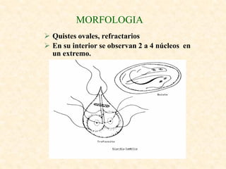 MORFOLOGIA
 Quistes ovales, refractarios
 En su interior se observan 2 a 4 núcleos en
  un extremo.
 