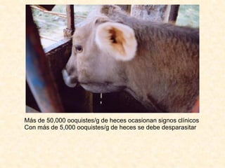 Más de 50,000 ooquistes/g de heces ocasionan signos clínicos
Con más de 5,000 ooquistes/g de heces se debe desparasitar
 