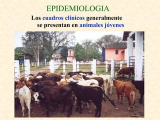 EPIDEMIOLOGIA
Los cuadros clínicos generalmente
  se presentan en animales jóvenes
 