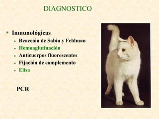 DIAGNOSTICO


 Inmunológicas
     Reacción de Sabin y Feldman
     Hemoaglutinación
     Anticuerpos fluorescentes
     Fijación de complemento
     Elisa


      PCR
 