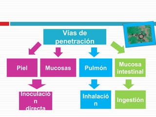 Vías de
penetración
Piel PulmónMucosas
Mucosa
intestinal
Inoculació
n
directa
Inhalació
n
Ingestión
 