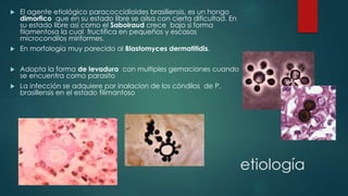 etiología
 El agente etiológico paracoccidioides brasiliensis, es un hongo
dimorfico que en su estado libre se ailsa con cierta dificultad. En
su estado libre así como el Saboiraud crece bajo si forma
filamentosa la cual fructifica en pequeños y escasos
microcondilos miriformes.
 En morfología muy parecido al Blastomyces dermatitidis.
 Adopta la forma de levadura con multiples gemaciones cuando
se encuentra como parasito
 La infección se adquiere por inalacion de los cóndilos de P.
brasillensis en el estado filimantoso
 