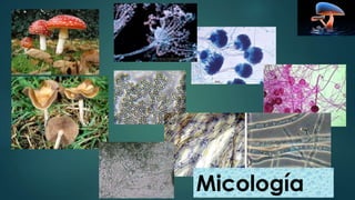 Micología
 