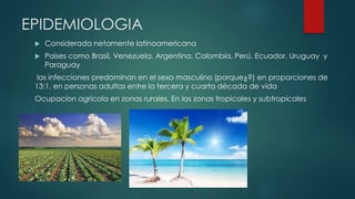EPIDEMIOLOGIA
 Considerada netamente latinoamericana
 Paises como Brasil, Venezuela, Argentina, Colombia, Perú, Ecuador, Uruguay y
Paraguay
las infecciones predominan en el sexo masculino (porque¿?) en proporciones de
13:1, en personas adultas entre la tercera y cuarta década de vida
Ocupacion agrícola en zonas rurales. En las zonas tropicales y subtropicales
 