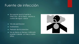 Fuente de infección
 Se supone que la fuente e
infección de la tierra vecina a
cursos de agua dulce
 Via de pentracion
 Inahlatoria
 Periodo de Incubacion
 No se tiene un tiempo indicado
puede ir desde un mes a varios
años.
 