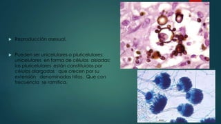  Reproducción asexual.
 Pueden ser unicelulares o pluricelulares;
unicelulares en forma de células aisladas;
las pluricelulares están constituidas por
células alargadas que crecen por su
extensión denominadas hifas. Que con
frecuencia se ramifica.
 