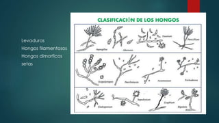 Levaduras
Hongos filamentosos
Hongos dimorficos
setas
 