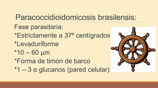 Paracoccidioidomicosis brasilensis:
Fase parasitaria:
*Estrictamente a 37º centígrados
*Levaduriforme
*10 – 60 μm
*Forma de timón de barco
*1 – 3 α glucanos (pared celular)
 