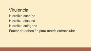 Virulencia:
Hidroliza caseína
Hidroliza elastina
Hidroliza colágeno
Factor de adhesión para matriz extracelular
 