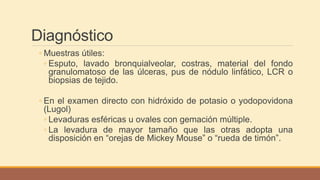 Diagnóstico
◦ Muestras útiles:
◦ Esputo, lavado bronquialveolar, costras, material del fondo
granulomatoso de las úlceras, pus de nódulo linfático, LCR o
biopsias de tejido.
◦ En el examen directo con hidróxido de potasio o yodopovidona
(Lugol)
◦ Levaduras esféricas u ovales con gemación múltiple.
◦ La levadura de mayor tamaño que las otras adopta una
disposición en “orejas de Mickey Mouse” o “rueda de timón”.
 