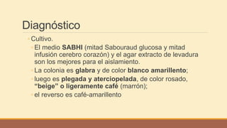 Diagnóstico
◦ Cultivo.
◦ El medio SABHI (mitad Sabouraud glucosa y mitad
infusión cerebro corazón) y el agar extracto de levadura
son los mejores para el aislamiento.
◦ La colonia es glabra y de color blanco amarillento;
◦ luego es plegada y aterciopelada, de color rosado,
“beige” o ligeramente café (marrón);
◦ el reverso es café-amarillento
 