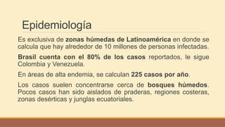 Epidemiología
Es exclusiva de zonas húmedas de Latinoamérica en donde se
calcula que hay alrededor de 10 millones de personas infectadas.
Brasil cuenta con el 80% de los casos reportados, le sigue
Colombia y Venezuela.
En áreas de alta endemia, se calculan 225 casos por año.
Los casos suelen concentrarse cerca de bosques húmedos.
Pocos casos han sido aislados de praderas, regiones costeras,
zonas desérticas y junglas ecuatoriales.
 