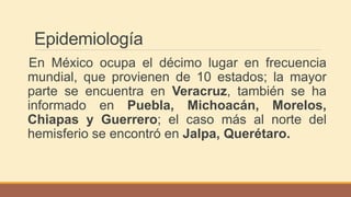 Epidemiología
En México ocupa el décimo lugar en frecuencia
mundial, que provienen de 10 estados; la mayor
parte se encuentra en Veracruz, también se ha
informado en Puebla, Michoacán, Morelos,
Chiapas y Guerrero; el caso más al norte del
hemisferio se encontró en Jalpa, Querétaro.
 