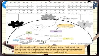 P. brasiliensis utiliza gp43, la proteína 14-3-3 como factores de virulencia que
participan no solo en el proceso de adhesión a las células huésped, sino también
en otros mecanismos celulares importantes como la apoptosis.
 