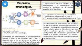Respuesta
inmunológica.
Respuesta inmune innata:
• NK, PMN, Monocitos y Macrófagos.
Las levaduras del hongo penetran en los macrófagos del
huésped a través de los receptores TLR2 y TLR4. La
interacción entre el TLR y P. brasiliensis se considera un
mecanismo de escape desarrollado por el hongo para
asegurar su supervivencia dentro de las células fagocíticas.
La participación de TLR2, TLR4 y dectin-1 en el
reconocimiento y la internalización se
demostró P. brasiliensis con la posterior
activación de los neutrófilos.
• La cepa menos virulenta indujo una reacción mas
controlada con producción de TNF-a y IL-10
• La cepa más virulenta indujo sólo la producción de TNF-α .
Los PMN tienen un papel esencial en las etapas
iniciales de la infección, proporcionando resistencia al
huésped y contribuyendo al desarrollo de respuesta
inmune efectiva contra el P.brasiliensis. Las PMN
todavía producen grandes cantidades de
prostaglandinas E2 y leucotrienos, perpetuando el
edema y el proceso inflamatorio, sin embargo,
minimizando la capacidad de daño celular causado
por los monocitos.
 