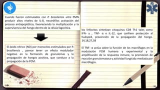 Cuando fueron estimulados con P. brasiliensis vitro PMN
producir altos niveles de IL-8, neutrófilos activación del
proceso antiapoptótico, favoreciendo la multiplicación y la
supervivencia del hongo dentro de la célula fagocítica.
El óxido nítrico (NO) por monocitos estimulados por P.
brasiliensis , parece tener un efecto modulador
negativo en la formación de granulomas y la
propagación de hongos positiva, que conduce a la
propagación de la PCM.
los linfocitos sintetizan citoquinas CD4 Th1 tales como
IFN- γ , TNF- α e IL-12, que confiere protección al
huésped, prevención de la propagación del hongo.
14,18,27,38
El TNF- α actúa sobre la función de los macrófagos en la
modulación PCM humana y experimental y la
amplificación de la respuesta inmune, la promoción de
reacción granulomatosa y actividad fungicida mediada por
macrófagos.
 