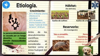 Etiología.
La paracoccidioidomicosis
es causada por un hongo
dimórfico térmico
llamado Paracoccidioides
brasiliensis.
Crecimiento:
• 25°C  Micelial. (Forma
infectiva en la
naturaleza)
• 37°C  Levadura.
(Forma invasión a los
tejidos “rueda de timón
de barco”. 10-60 µm.
Hábitat:
(No definido).
Suelos de cultivo: Suelos de cría de ganado.
Reservorio:
(En investigación)
Tatu o armadillo.
Vísceras.
Perros
(Londrina, Brasil)
Presencia de Ac anti-P.
brasiliensis en perros sin
lesiones.
Antes de los
descubrimientos
científicos
señalados se
consideraba al
hombre como el
único huésped del
hongo.
 