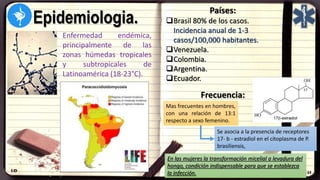 Epidemiologia.
Enfermedad endémica,
principalmente de las
zonas húmedas tropicales
y subtropicales de
Latinoamérica (18-23°C).
Países:
Brasil 80% de los casos.
Incidencia anual de 1-3
casos/100,000 habitantes.
Venezuela.
Colombia.
Argentina.
Ecuador.
Frecuencia:
Mas frecuentes en hombres,
con una relación de 13:1
respecto a sexo femenino.
Se asocia a la presencia de receptores
17- b - estradiol en el citoplasma de P.
brasiliensis,
En las mujeres la transformación micelial a levadura del
hongo, condición indispensable para que se establezca
la infección.
 