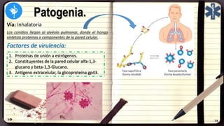 Patogenia.
Factores de virulencia:
1. Proteínas de unión a estrógenos.
2. Constituyentes de la pared celular alfa-1,3-
glucano y beta-1,3-Glucano.
3. Antígeno extracelular, la glicoproteína gp43.
Vía: Inhalatoria
Los conidios llegan al alvéolo pulmonar, donde el hongo
sintetiza proteínas o componentes de la pared celular.
 