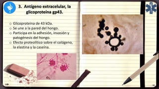 3. Antígeno extracelular, la
glicoproteína gp43.
o Glicoproteina de 43 kDa.
o Se une a la pared del hongo.
o Participa en la adhesión, invasión y
patogénesis del hongo.
o Efecto proteolítico sobre el colágeno,
la elastina y la caseína.
 