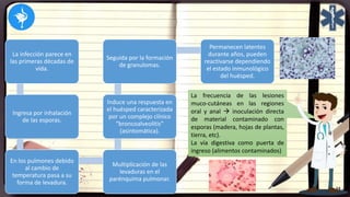 La infección parece en
las primeras décadas de
vida.
Ingresa por inhalación
de las esporas.
En los pulmones debido
al cambio de
temperatura pasa a su
forma de levadura.
Multiplicación de las
levaduras en el
parénquima pulmonar.
Induce una respuesta en
el huésped caracterizada
por un complejo clínico
“broncoalveolitis”
(asintomática).
Seguida por la formación
de granulomas.
Permanecen latentes
durante años, pueden
reactivarse dependiendo
el estado inmunológico
del huésped.
La frecuencia de las lesiones
muco-cutáneas en las regiones
oral y anal  inoculación directa
de material contaminado con
esporas (madera, hojas de plantas,
tierra, etc).
La vía digestiva como puerta de
ingreso (alimentos contaminados)
 