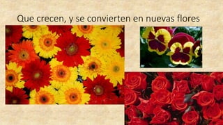 Que crecen, y se convierten en nuevas flores
 