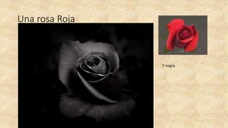 Una rosa Roja
Y negra
 