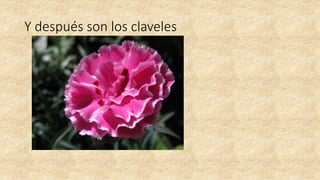 Y después son los claveles
 