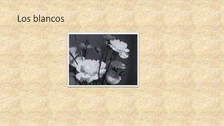 Los blancos
 