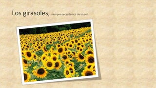 Los girasoles, siempre necesitamos de un sol
 