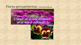 Flores pensamientos siempre sanos
 