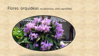 Flores orquídeas no parásitas, sino saprófitas
 