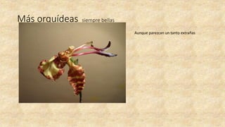 Más orquídeas siempre bellas
Aunque parezcan un tanto extrañas
 