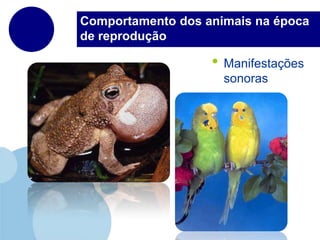 Comportamento dos animais na época de reproduçãoManifestações sonoras