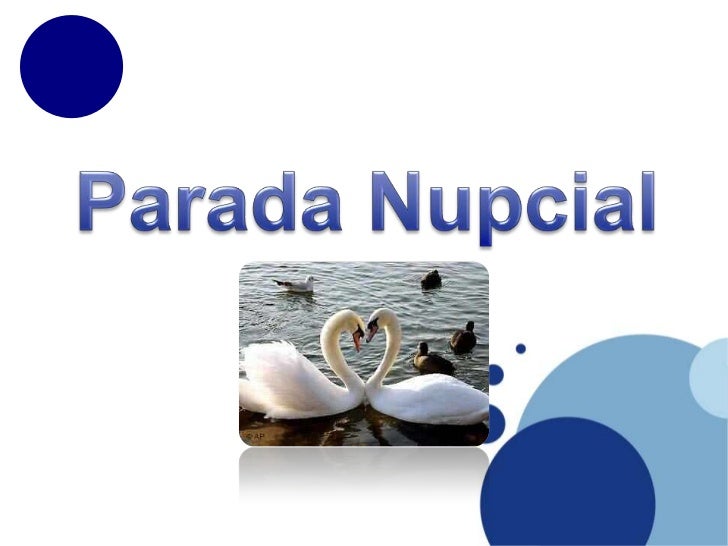 Parada Nupcial<br />