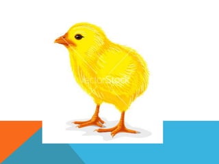 animals for kids learning