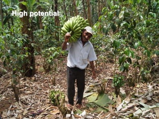 Humidtropics and participatory agricultural research