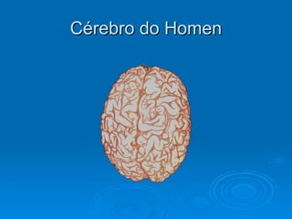 Cérebro do Homen 