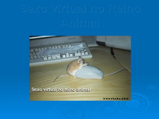 Sexo virtual no Reino Animal 