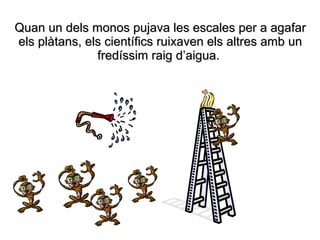 Quan un dels monos pujava les escales per a agafar
els plàtans, els científics ruixaven els altres amb un
               fredíssim raig d’aigua.
 