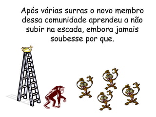 Após várias surras o novo membro dessa comunidade aprendeu a não subir na escada, embora jamais soubesse por que. 