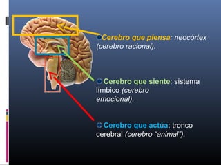 Cerebro que piensa: neocórtex
(cerebro racional).
Cerebro que siente: sistema
límbico (cerebro
emocional).
Cerebro que actúa: tronco
cerebral (cerebro “animal”).
 