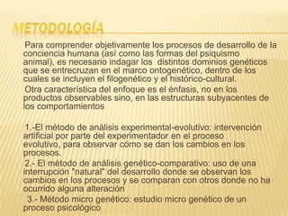 Para comprender objetivamente los procesos de desarrollo de la
conciencia humana (así como las formas del psiquismo
animal), es necesario indagar los distintos dominios genéticos
que se entrecruzan en el marco ontogenético, dentro de los
cuales se incluyen el filogenético y el histórico-cultural.
Otra característica del enfoque es el énfasis, no en los
productos observables sino, en las estructuras subyacentes de
los comportamientos
1.-El método de análisis experimental-evolutivo: intervención
artificial por parte del experimentador en el proceso
evolutivo, para observar cómo se dan los cambios en los
procesos.
2.- El método de análisis genético-comparativo: uso de una
interrupción "natural" del desarrollo donde se observan los
cambios en los procesos y se comparan con otros donde no ha
ocurrido alguna alteración
3.- Método micro genético: estudio micro genético de un
proceso psicológico
 