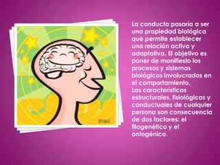 La conducta pasaría a ser
una propiedad biológica
que permite establecer
una relación activa y
adaptativa. El objetivo es
poner de manifiesto los
procesos y sistemas
biológicos involucrados en
el comportamiento.
Las características
estructurales, fisiológicas y
conductuales de cualquier
persona son consecuencia
de dos factores: el
filogenético y el
ontogénico.
 