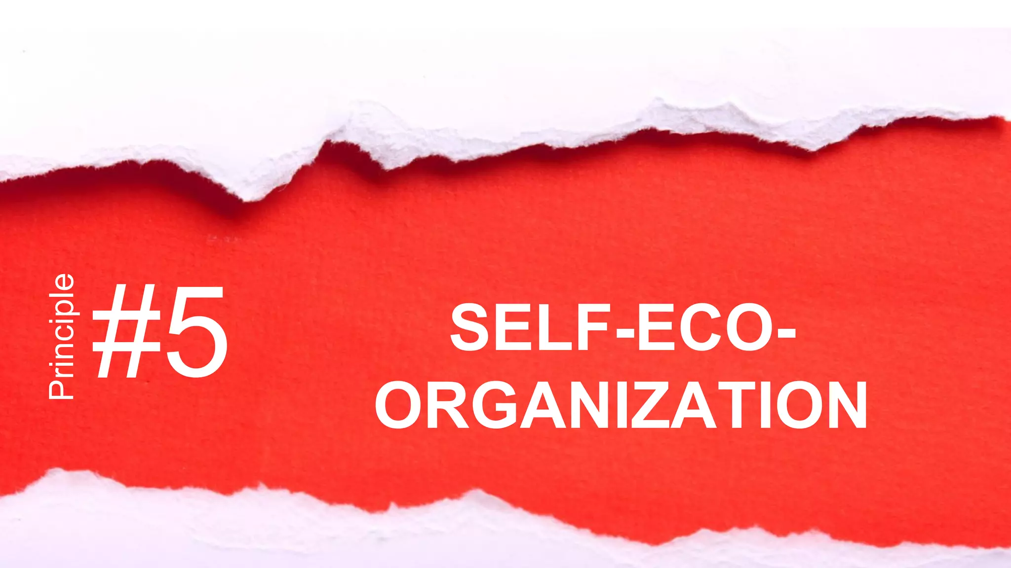 Principle
#5 SELF-ECO-
ORGANIZATION
 