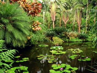 Paradise   miljba09001042009