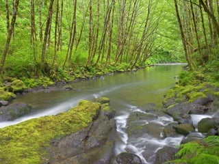 Paradise   miljba09001042009