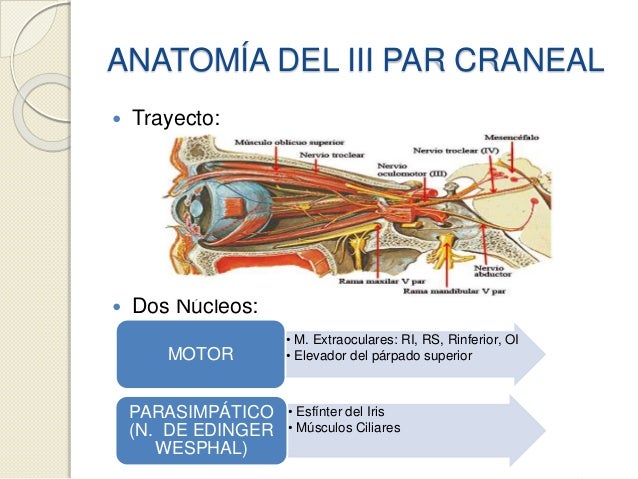 Paraělisis del tercer par craneal